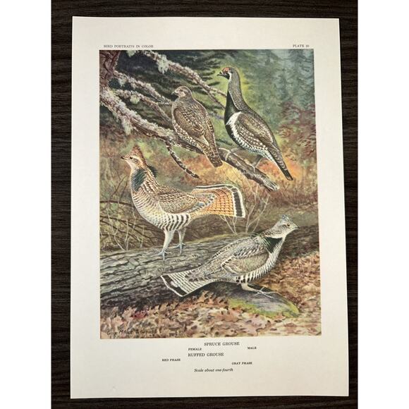 VTG Grouse Bookplate George Miksch Sutton Lithograph Bird Portraits In Color - Picture 1 of 9